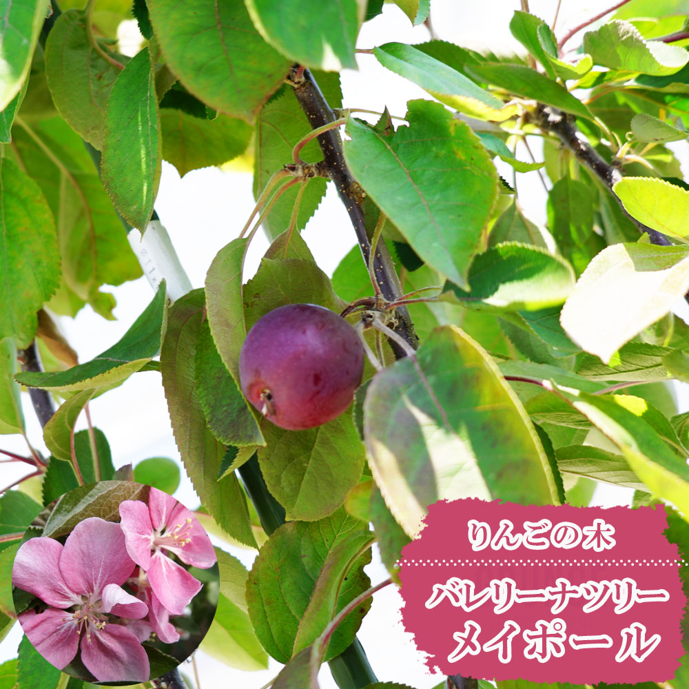 リンゴ 苗木部 本店 By 花ひろばオンライン