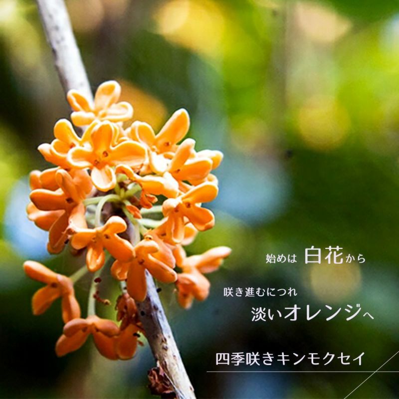 キンモクセイ 苗 販売 苗木部 By 花ひろばオンライン キンモクセイ 苗 販売 苗木部 By 花ひろばオンライン