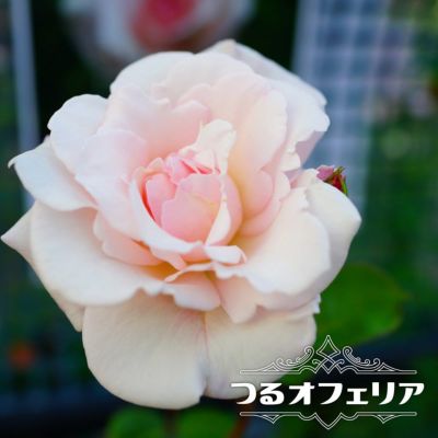 バラ苗 強香商品一覧 | 苗木部 本店 By 花ひろばオンライン