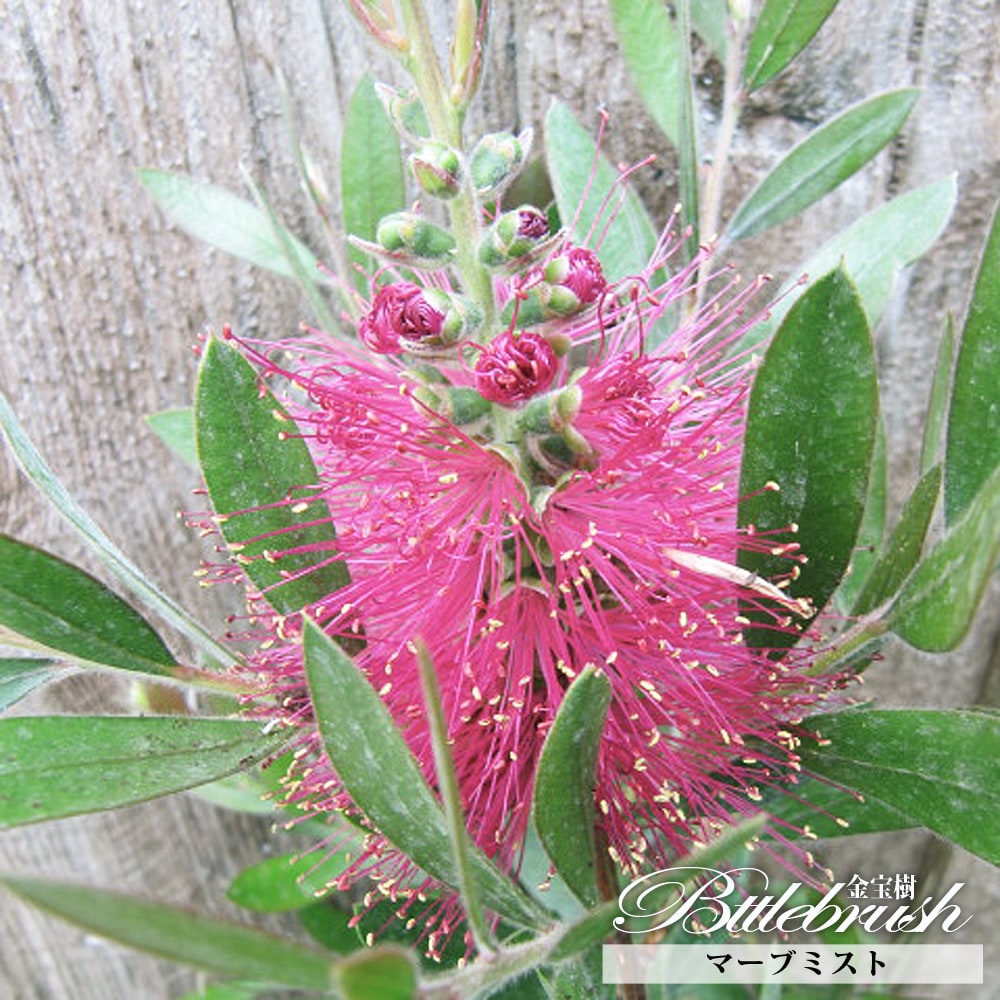 キンポウジュ 苗木部 本店 By 花ひろばオンライン