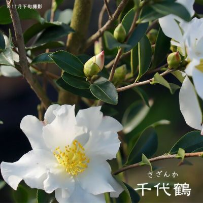 椿 素粧 苗 販売 苗木部 By 花ひろばオンライン