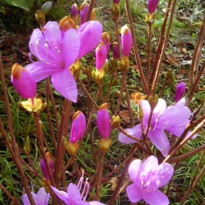 コバノミツバツツジ/大株【現品発送】管理70743 000000042070-01-m.jpg?t=