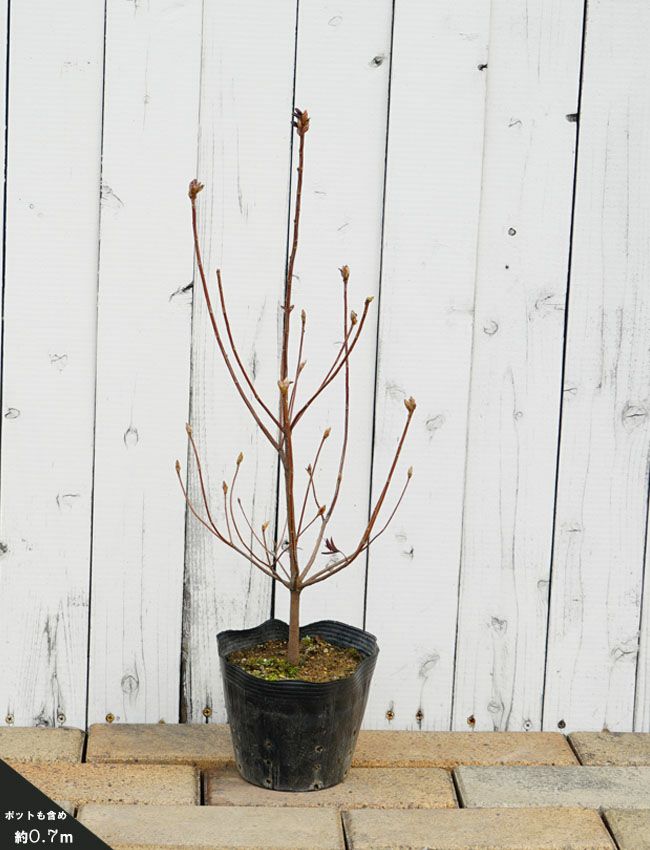 000000042070-02-l.jpg?t=