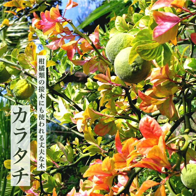 フィンガーライム 「クリムゾンタイド、スイングルシトルメロ極太台木接木苗木」 - 植物/観葉植物