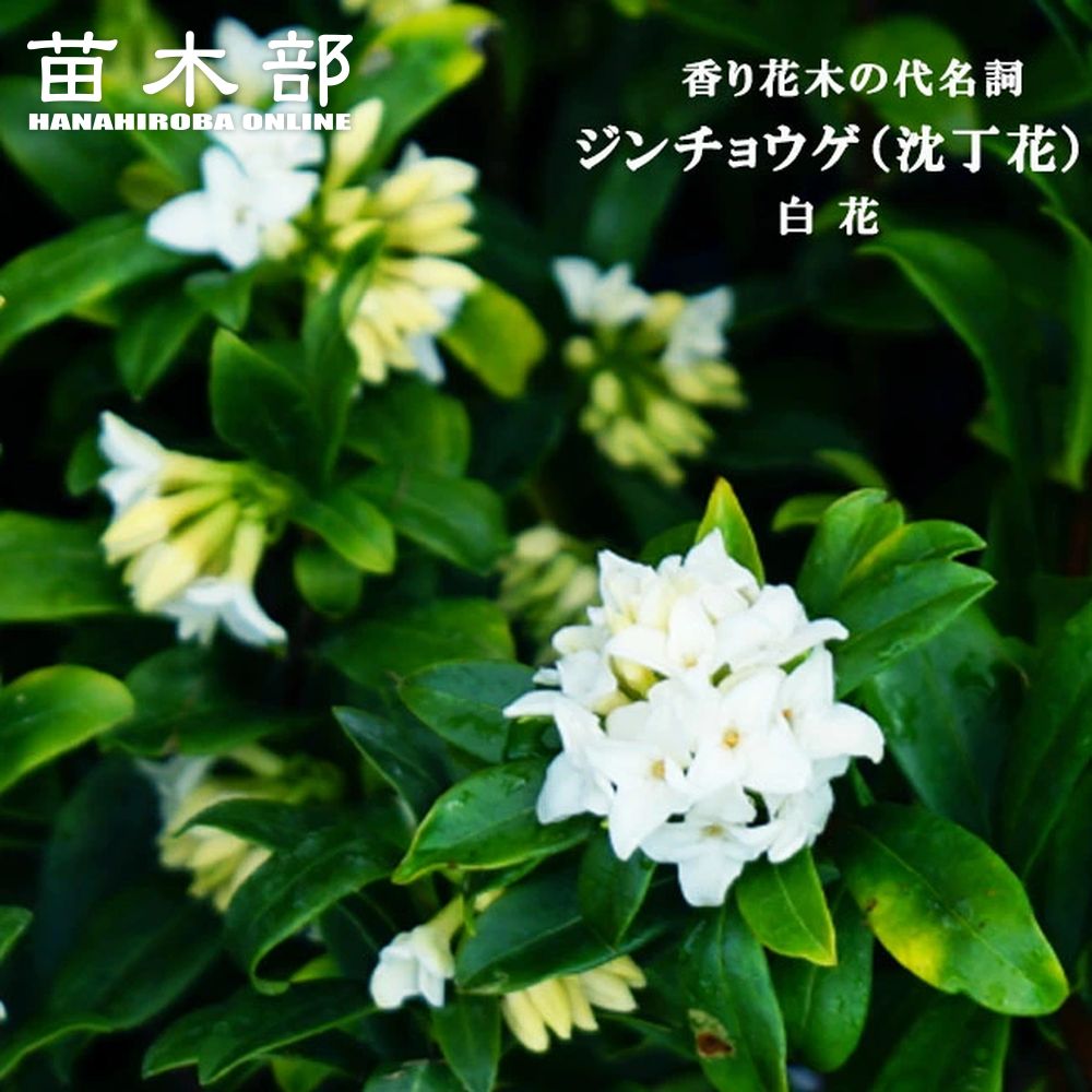 沈丁花 白 120センチ 射止め