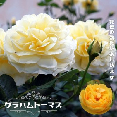 リモンチェッロ 大苗 苗 強健 バラ 苗の通販 苗木部 By 花ひろばオンライン リモンチェッロ 大苗 苗 強健 バラ 苗の通販 苗木部 By 花ひろばオンライン