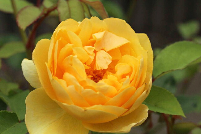 バラ グラハムトーマス 苗 育て方 苗木部 By 花ひろばオンライン