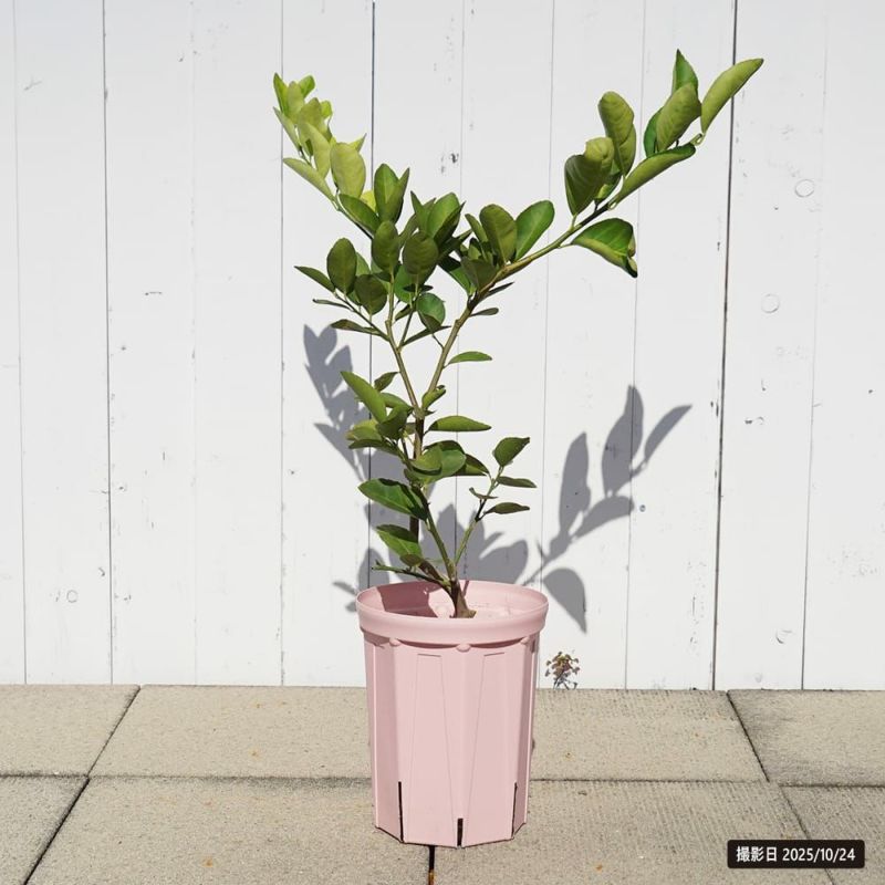 柑橘 ライム フレーバーグリーン 苗 おすすめ 苗木部 By 花ひろば