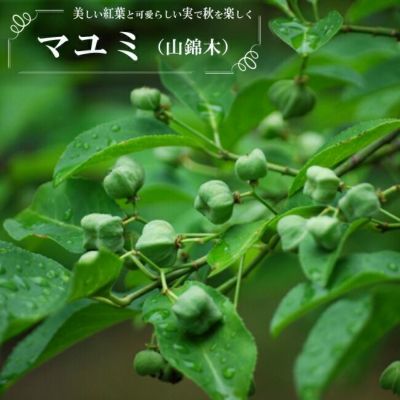 コブシ コブシ 苗 販売 苗木部 By 花ひろばオンライン