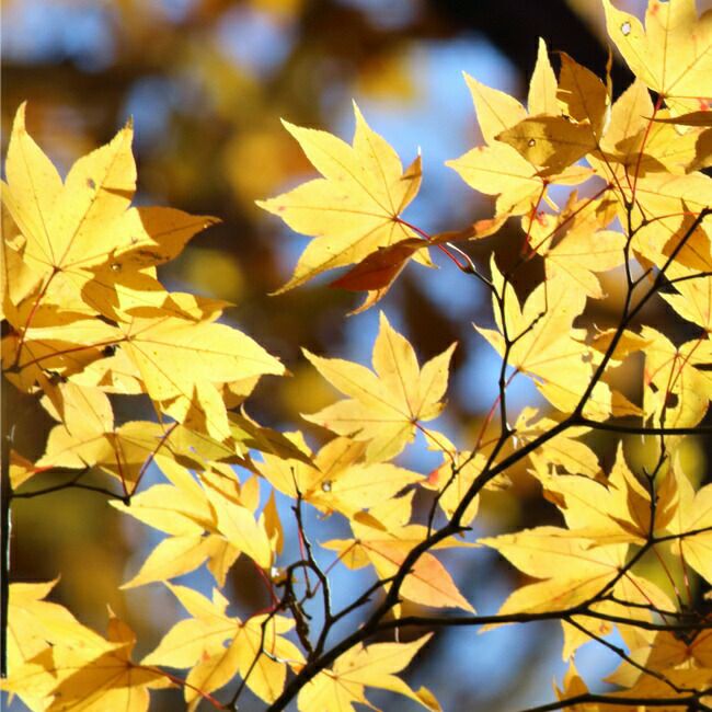 000000042237-02-l.jpg?t=