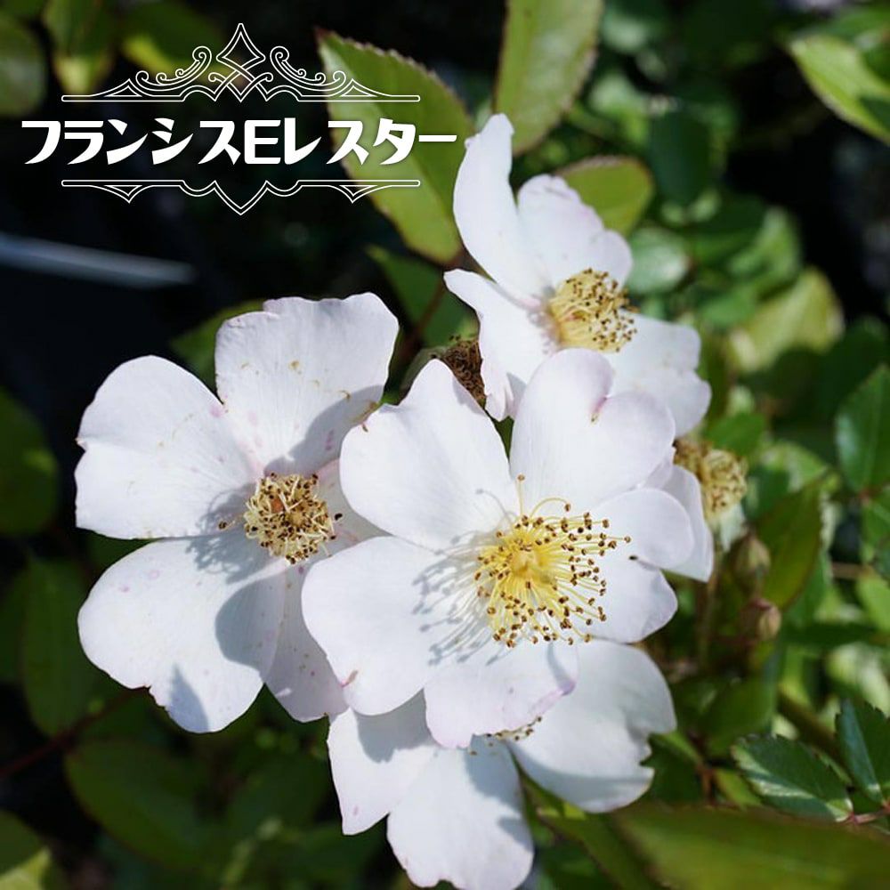 バラ フランシスeレスター 苗 おすすめ 苗木部 By 花ひろばオンライン