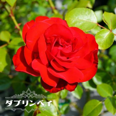 バラ ダブリンベイ 苗 育て方 苗木部 By 花ひろばオンライン バラ ダブリンベイ 苗 育て方 苗木部 By 花ひろばオンライン