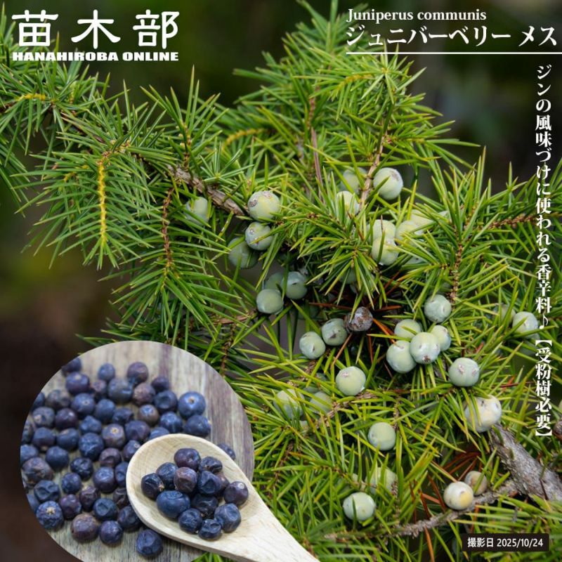 000000142242-01-l.jpg?t=