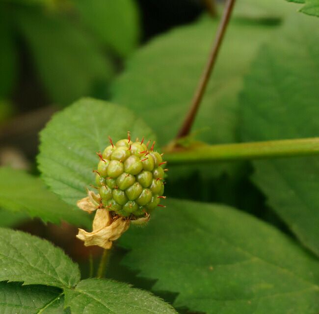 ブラックベリー トリプルクラウン 苗 販売 苗木部 By 花ひろばオンライン