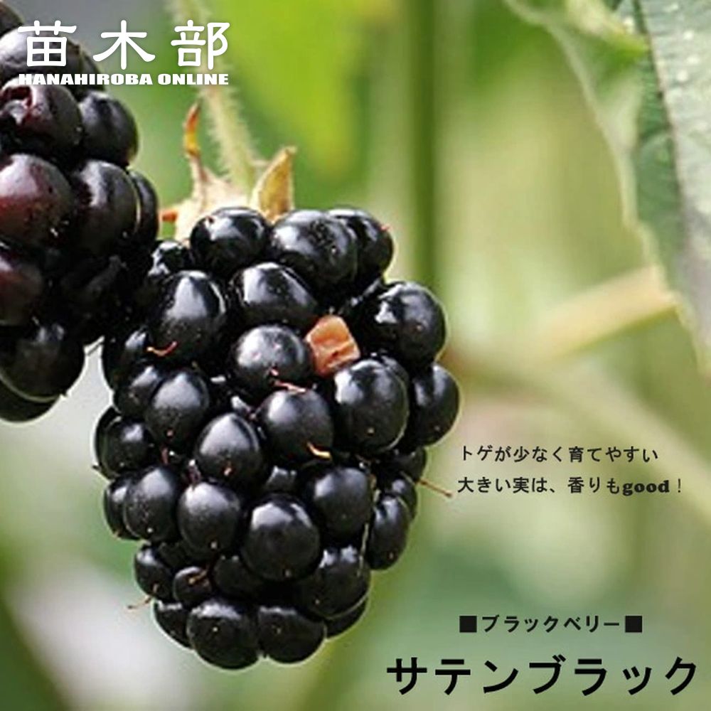 ブラックベリー ジャンボブラックベリー 苗 販売 苗木部 By 花ひろばオンライン