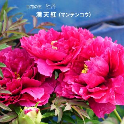 牡丹 金晃 苗 販売 苗木部 By 花ひろばオンライン