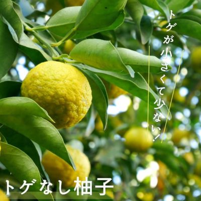 柚子 本柚子 本ユズ 苗 通販 苗木部 By 花ひろばオンライン 柚子 本柚子 本ユズ 苗 通販 苗木部 By 花ひろばオンライン