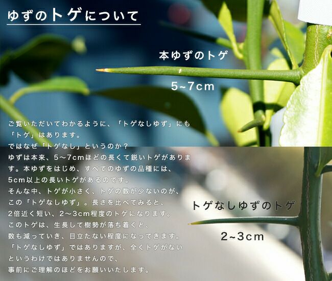 柚子 トゲなしユズ 苗 販売 苗木部 By 花ひろばオンライン 柚子 トゲなしユズ 苗 販売 苗木部 By 花ひろばオンライン