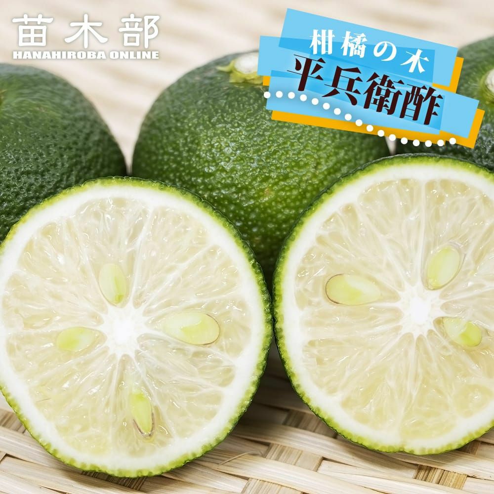 柑橘 ライム フレーバーグリーン 苗 通販 苗木部 By 花ひろばオンライン