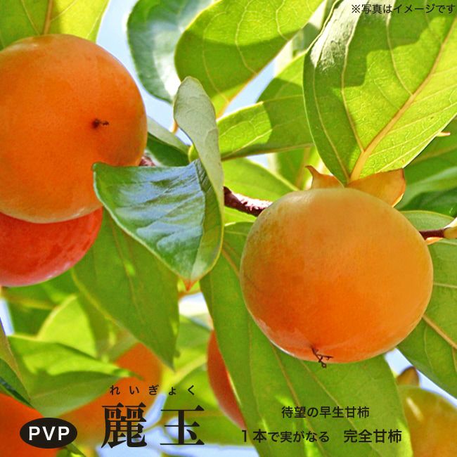 000000042610-01-m.jpg?t= 