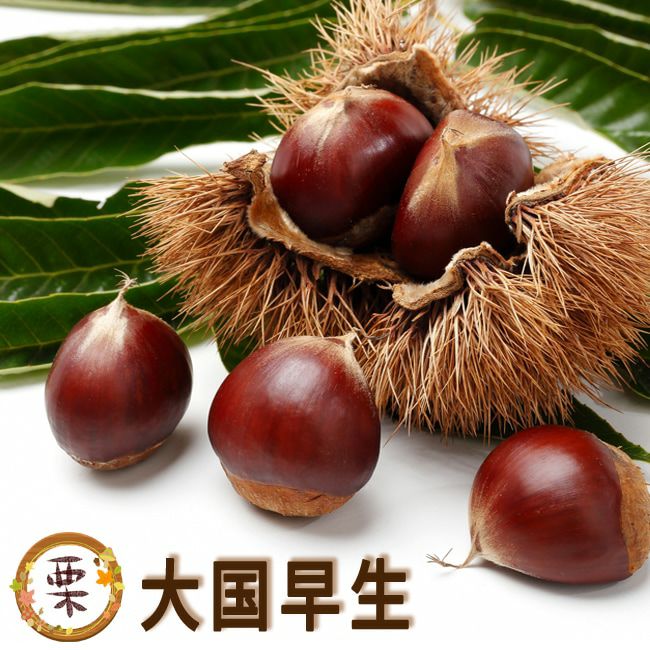 栗 大実天津甘栗 苗 販売 苗木部 By 花ひろばオンライン