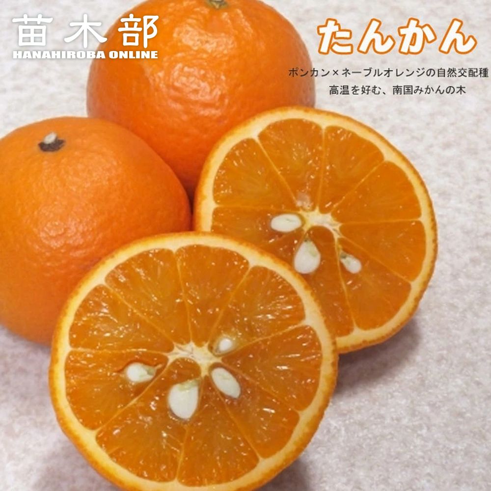 白柳ネーブル オレンジ 苗 販売 苗木部 By 花ひろばオンライン