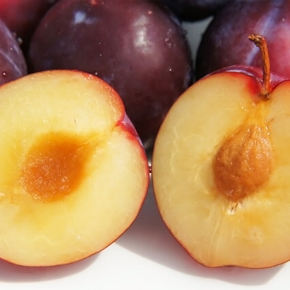 プラム スモモ 太陽 苗 育て方 苗木部 By 花ひろばオンライン