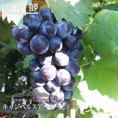 ピオーネ キャンベルスアーリー苗 大苗 現在花芽付き ‼️育成済み3年もの！ ピオーネ キャンベルスアーリー苗 大苗 現在花芽付き ‼️育成