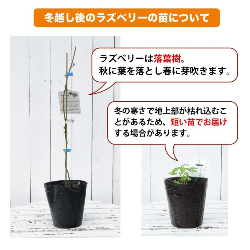 ラズベリー ヤミー 苗 販売 苗木部 By 花ひろばオンライン