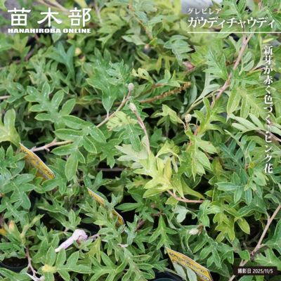 グレビレア・リューカデンドロン | 苗木部 本店 By 花ひろばオンライン