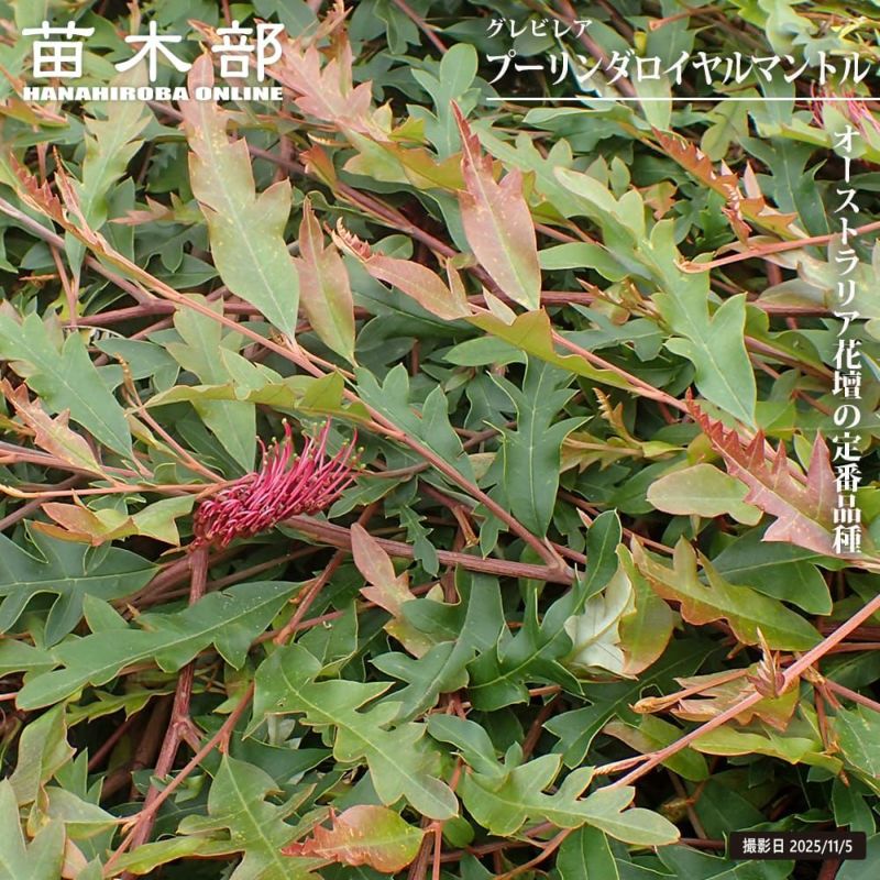 グレビレア プーリンダロイヤルマントル 苗 販売 苗木部 By 花ひろば