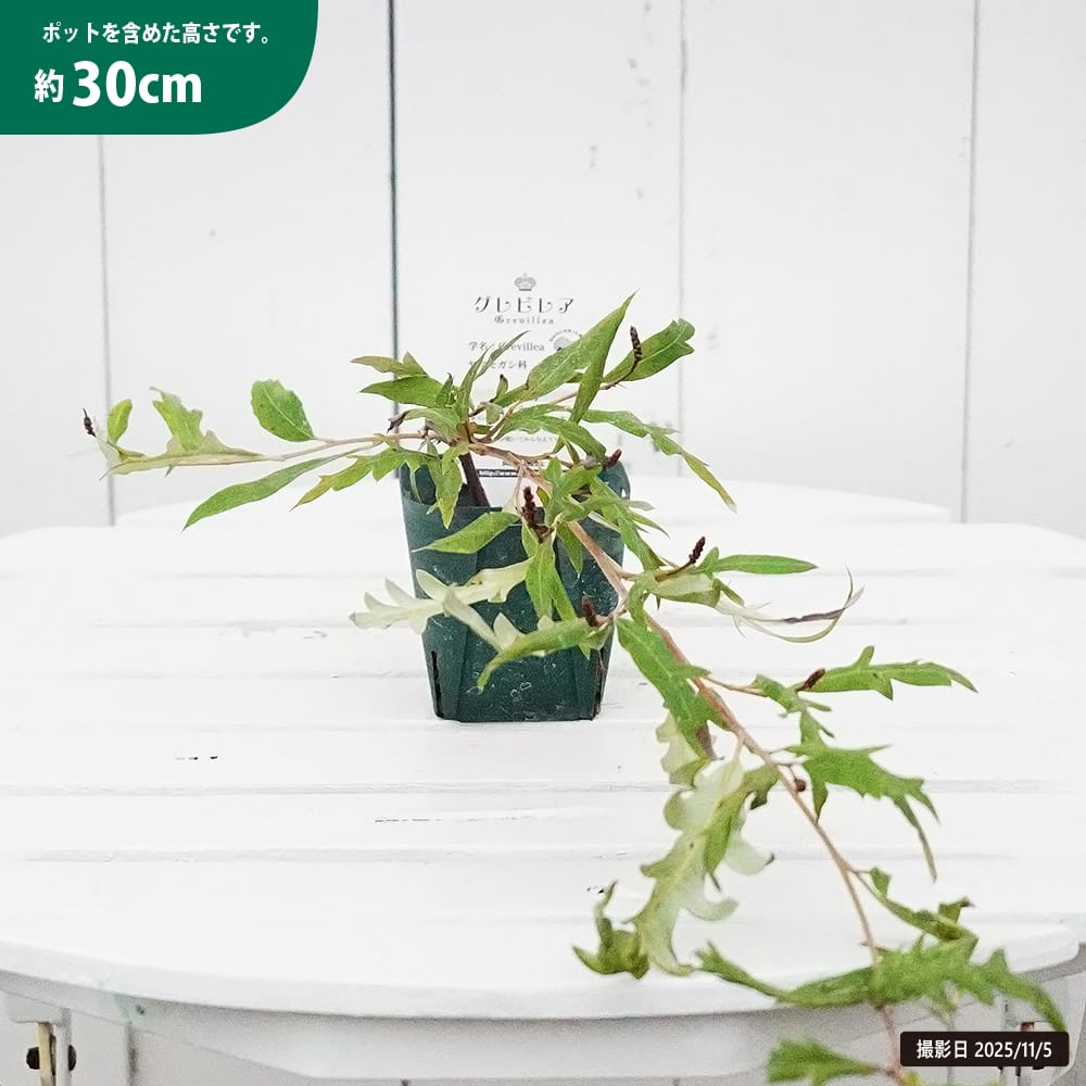 グレビレア プーリンダロイヤルマントル 苗 販売 苗木部 By 花ひろば