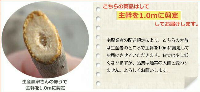 送料無料 リンゴ クッキングアップル Ydブラムリー 3年生大苗 接ぎ木 産地で剪定済 1 0m苗 果樹苗木 果樹苗 苗木部 本店 By 花ひろばオンライン