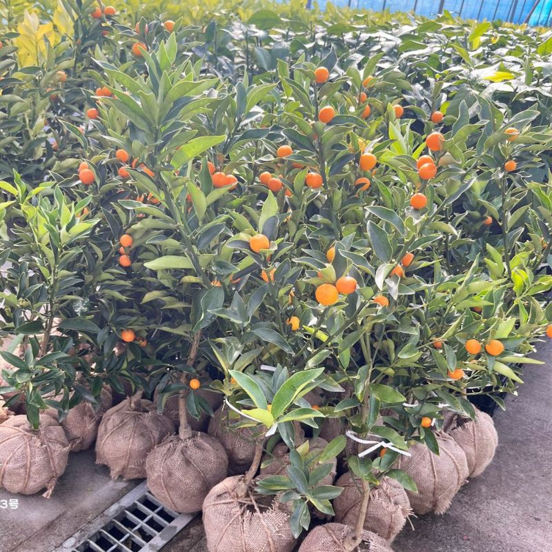 柑橘 キンカン 寧波金柑 （にんぽうきんかん）の販売 時期 苗木部