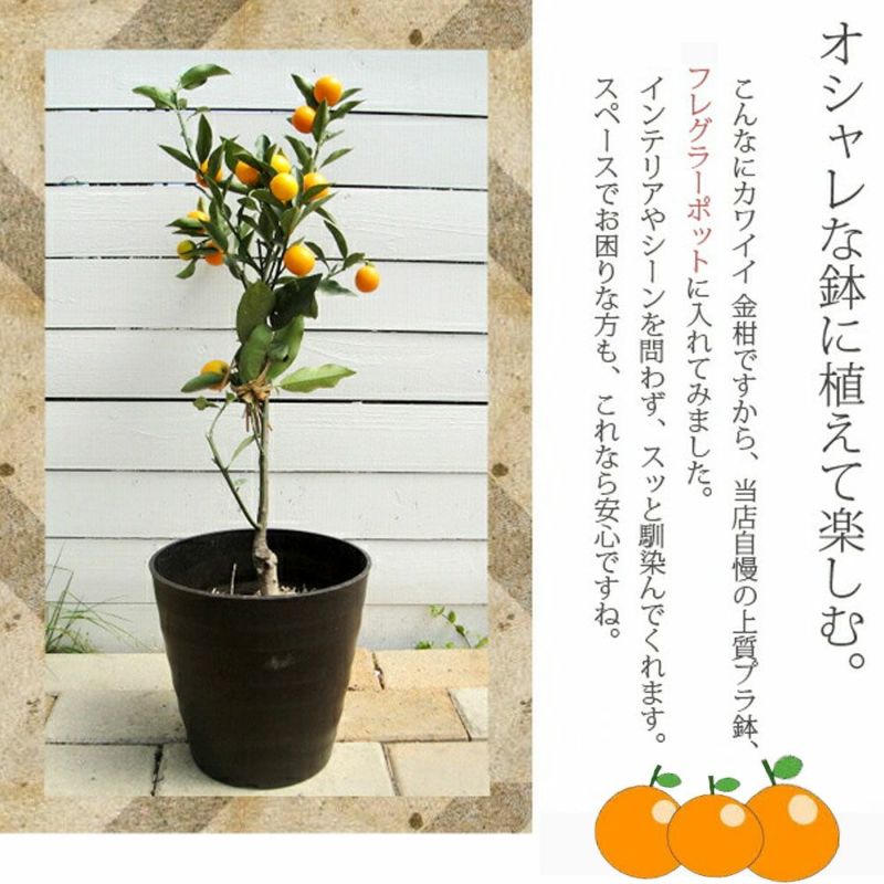 柑橘 キンカン 寧波金柑 （にんぽうきんかん）のおすすめ 苗木部