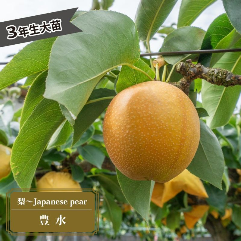 梨　豊水　成木 梨 赤ナシ 豊水 苗 育て方 苗木部 By 花ひろばオンライン