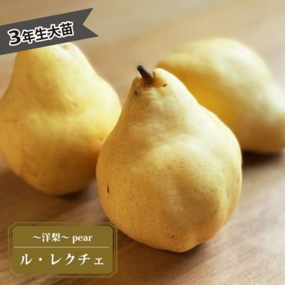 梨 洋ナシ ルレクチェ 苗 販売 苗木部 By 花ひろばオンライン