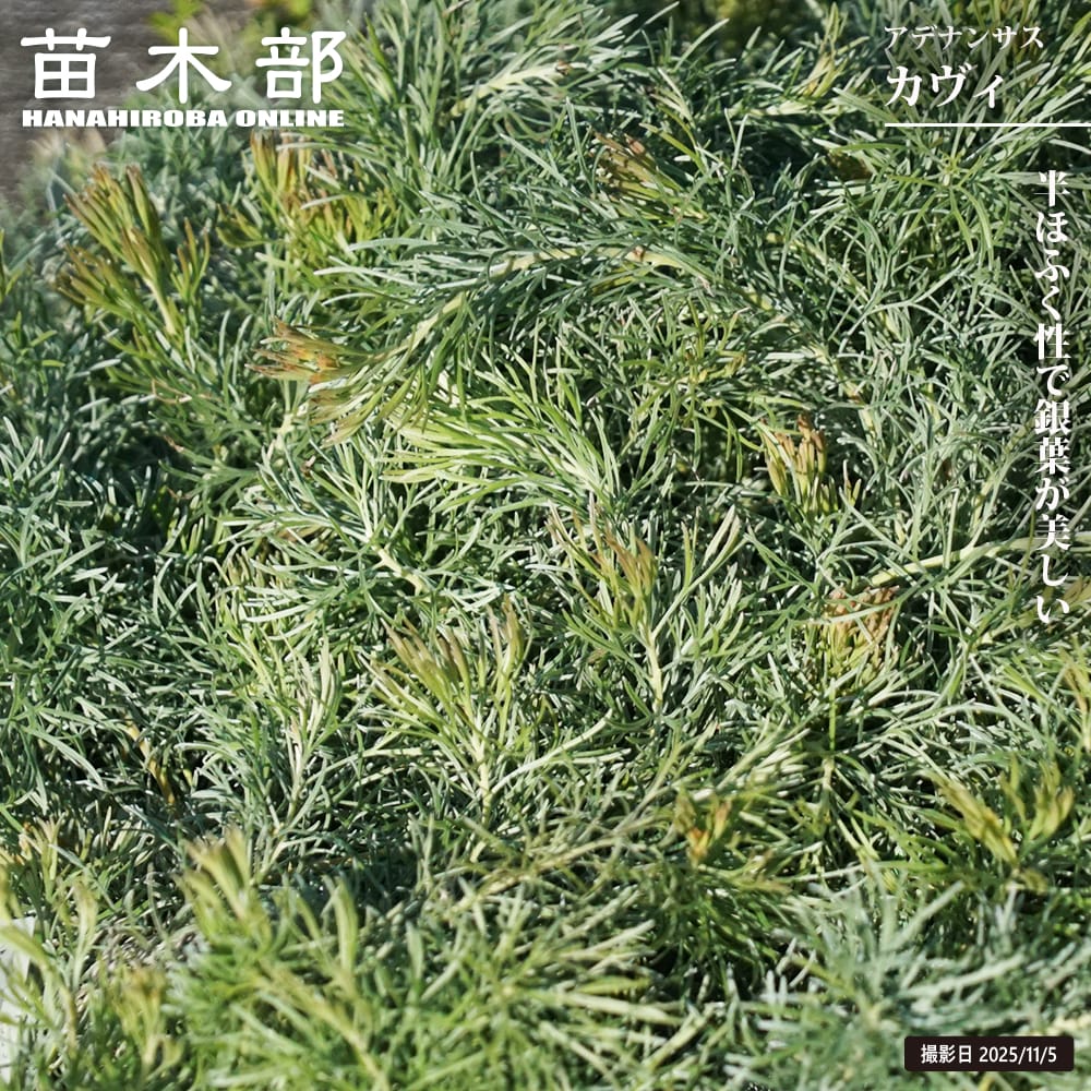 マルチネス ピニョンマツ 苗 販売 苗木部 By 花ひろばオンライン