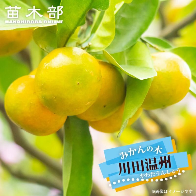 柑橘 温州みかん 川田温州 苗 販売 苗木部 By 花ひろばオンライン