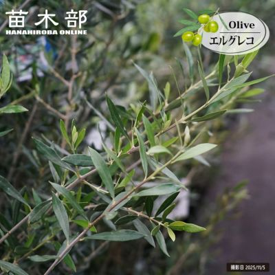 オリーブの木 コレッジョラ 10号 約70cm K-232 現品掲載 古木 オリーブの木