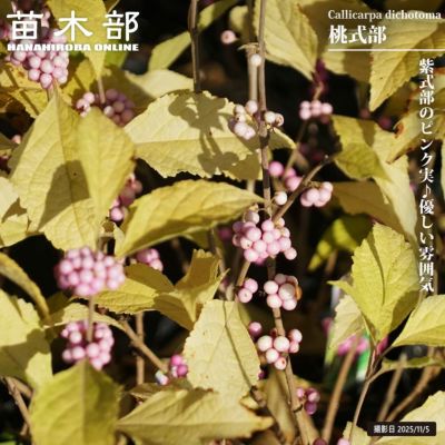 ネグンドカエデ フラミンゴ 苗 販売 苗木部 By 花ひろばオンライン