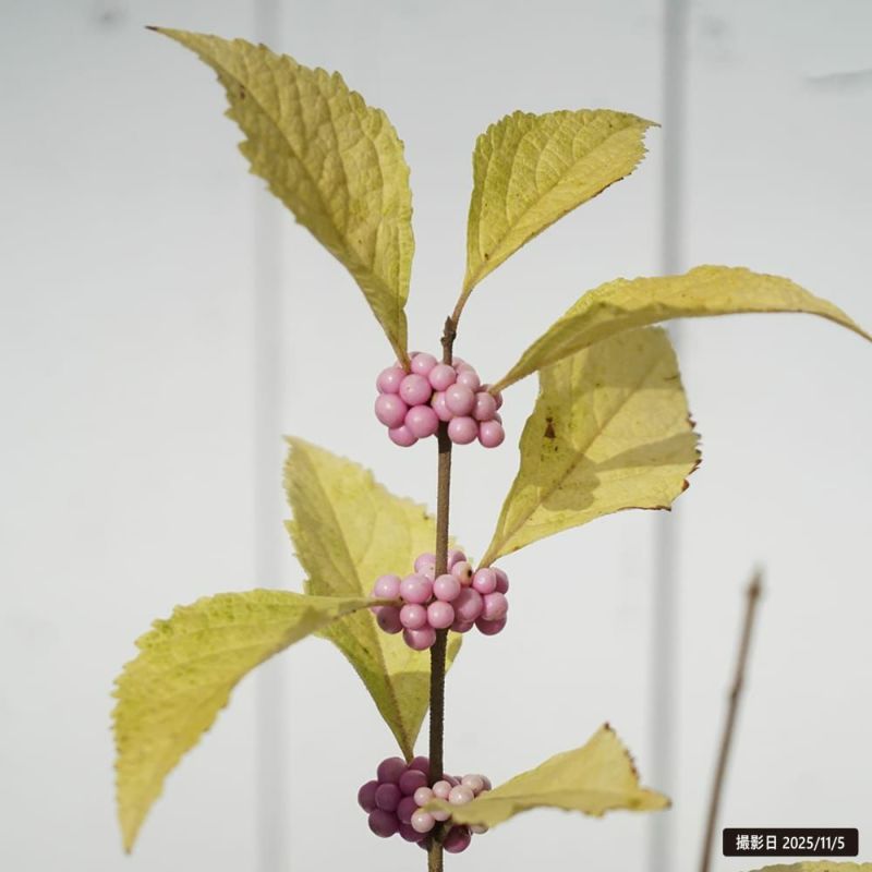 ムラサキシキブ ピンク実 苗 通販 苗木部 By 花ひろばオンライン