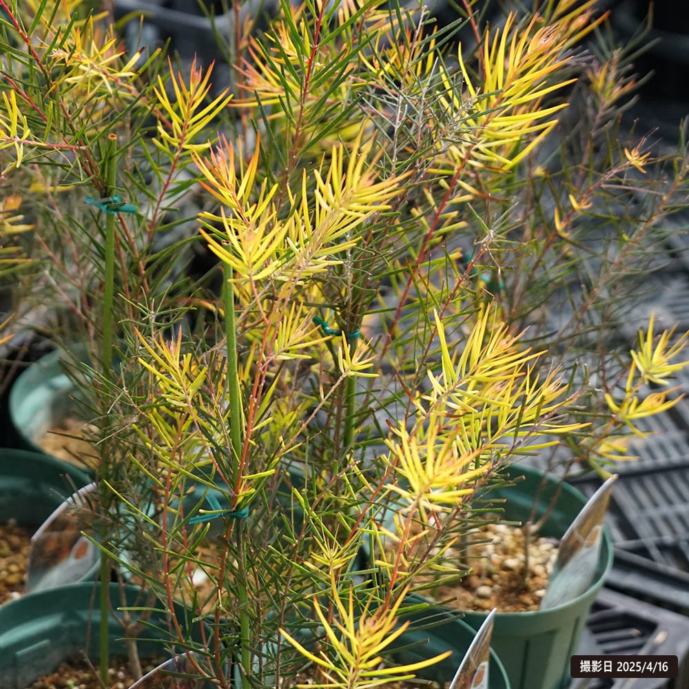 アカシア フェニックスゴールド 苗 通販 苗木部 By 花ひろばオンライン