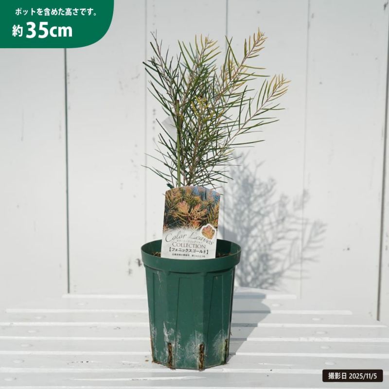 アカシアフェニックスゴールド オージープランツ 希少苗 幹太 大株 美樹形 8号 アカシアフェニックスゴールド オージープランツ 希少苗 幹太 大株