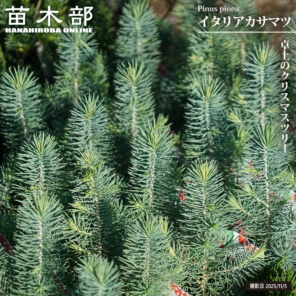 マルチネス ピニョンマツ 苗 販売 苗木部 By 花ひろばオンライン