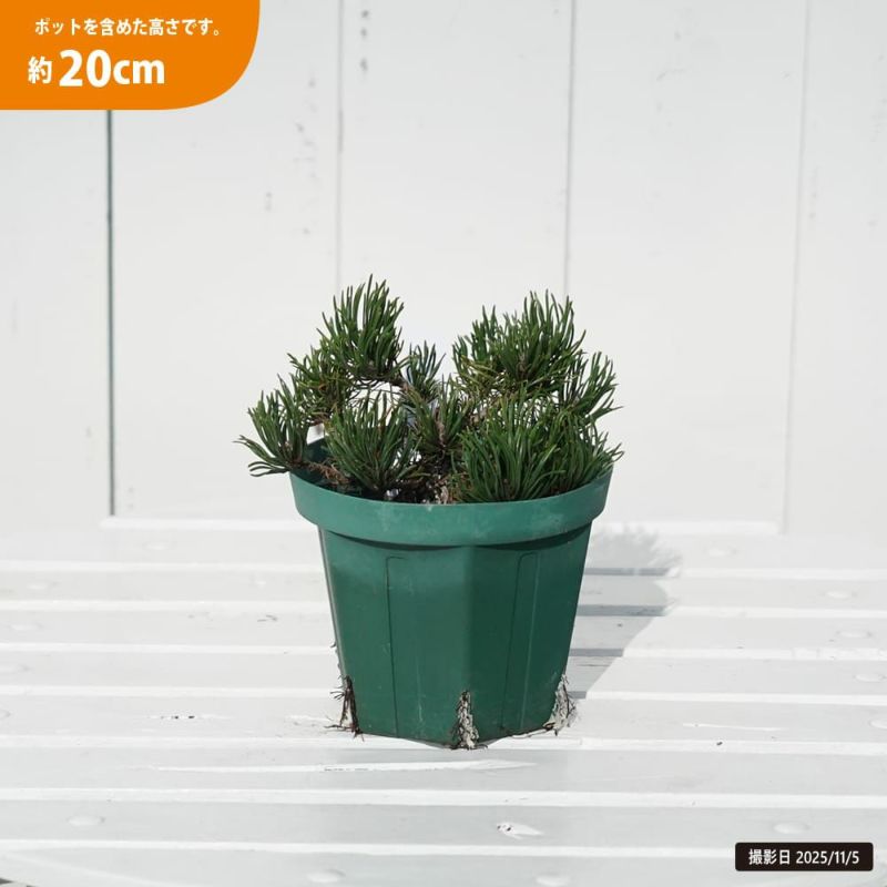 モンタナ松 苗 販売 苗木部 By 花ひろばオンライン