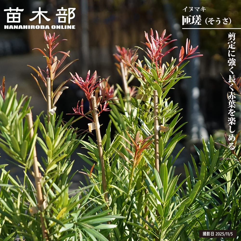 マルチネス ピニョンマツ 苗 販売 苗木部 By 花ひろばオンライン