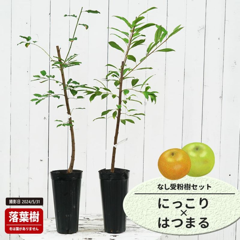 にっこり 赤ナシ 苗 販売 苗木部 By 花ひろばオンライン