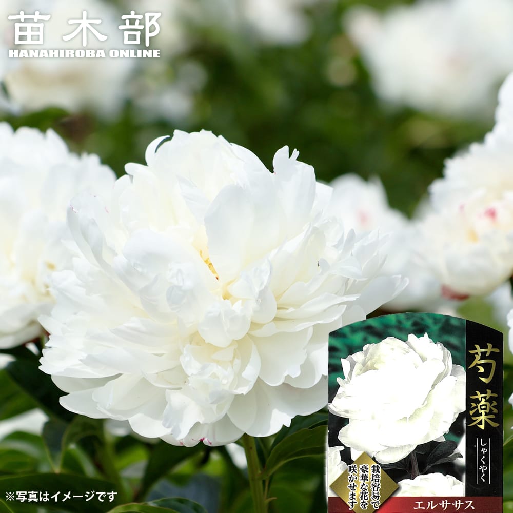 牡丹 ハーベスト 苗 販売 苗木部 By 花ひろばオンライン