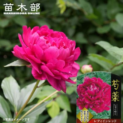 牡丹様♡ 牡丹 鎌田錦 苗 販売 苗木部 By 花ひろばオンライン